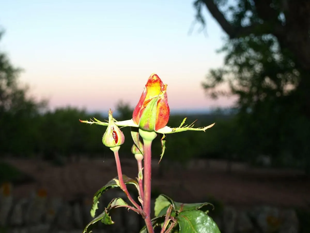 Finca Can Roca 桑坦伊 别墅